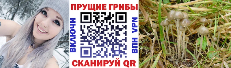 площадка как зайти  Северск  Псилоцибиновые грибы мицелий 